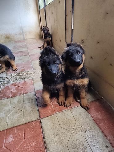 coban iti satilir: Alman çoban iti, 3 ay, Dişi, Peyvəndli, Ünvandan götürmə — 2