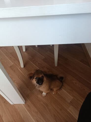 пекинес цена в баку: Pekines, 3 ay, Erkek, Ünvandan götürmə — 3