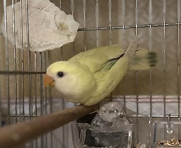 Quşlar: Salam 45 günlük baladı.Tam sağlam və aktiv quşdu. Real alıcıya enditim — 2