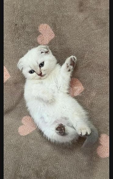 pisik balası: Şotland yastı qulaq, Erkək, Cütləşmə üçün — 9