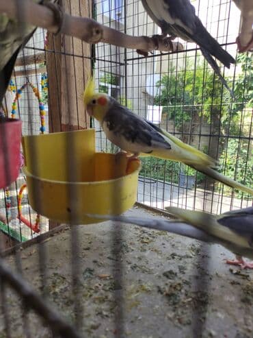 dişi pişik: Kokatiel quşu, parlaq sarı krestası, boz bədəni, sarı quyruğu və — 1