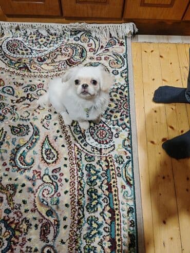 Птицы: Пекинес, 4 месяца, Самец, Самовывоз, Бесплатная доставка — 1