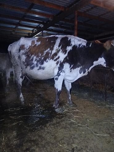 cins buzovlar: Salam aleykum əvvəla 4 qarına doğmağa 1 ay qalıb çox südlü heyvandı 14 — 8