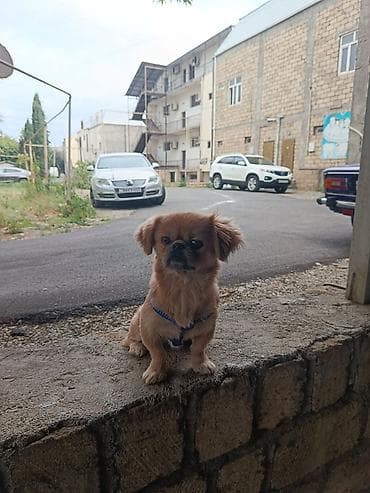 it alman: Pekines, 1 il, Erkək, Ünvandan götürmə — 8
