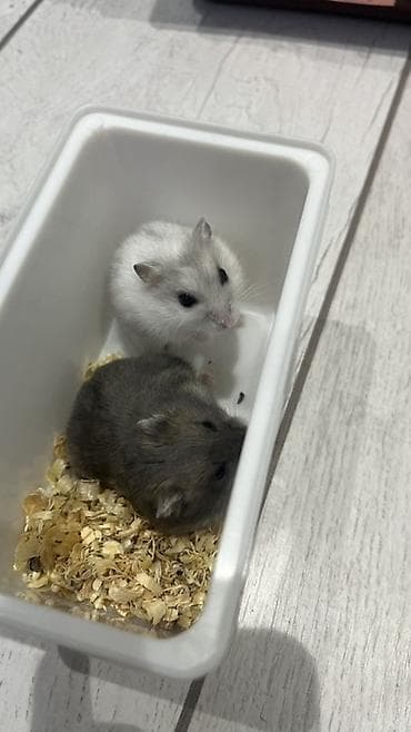 3 aylıq Hamster üçün tam dəst qəfəs və aksesuarlar Məhsulun tərkibi — 4