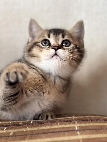 ag pisik balasi: Erkək, Dişi — 9