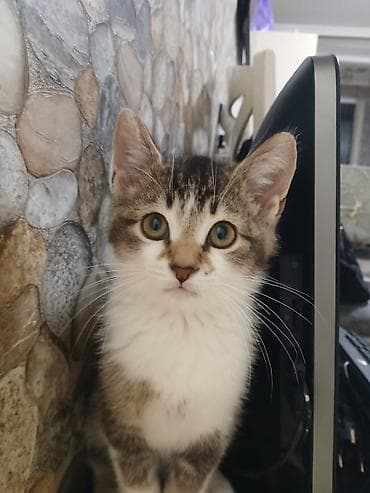 Pişik 5 aylıqdır, erkəkdi çox mehribandı.Yemeyi baxımı hər şeyinə lalafo.az -da Pişik 5 aylıqdır, erkəkdi çox mehribandı.Yemeyi baxımı hər şeyinə