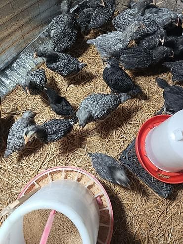 yumurtlayan toyuqlar: Cins toyuq balaları – naxışlı (qara-ağ) ləkəli tüklü - Məqsəd: yumurta — 1