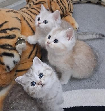 sabuncu heyvan bazari: Qızıl şinşilla, Dişi, Yaxşı əllərə, Ünvandan götürmə, Ödənişli çatdırılma — 1