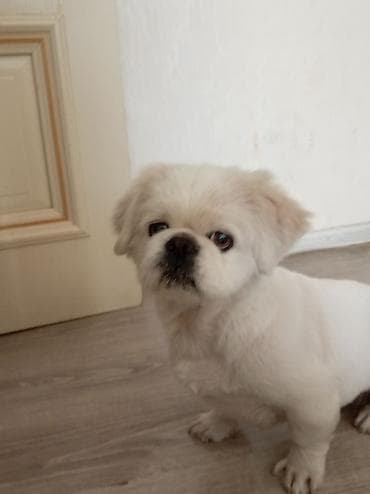 balaca şirin itlər: Pekines — 2