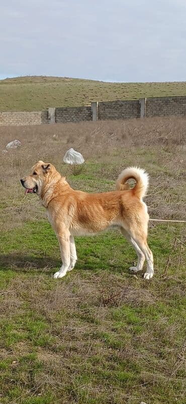 Qurdbasar, 2 il, Erkek, Peyvəndli, Ödənişli çatdırılma