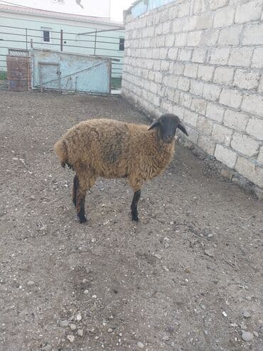 quzu şəkilləri: 5 aylıq quzudur. dişidi. yeyimcil heyvandır. arpa yonca qarğıdalı ilə — 5