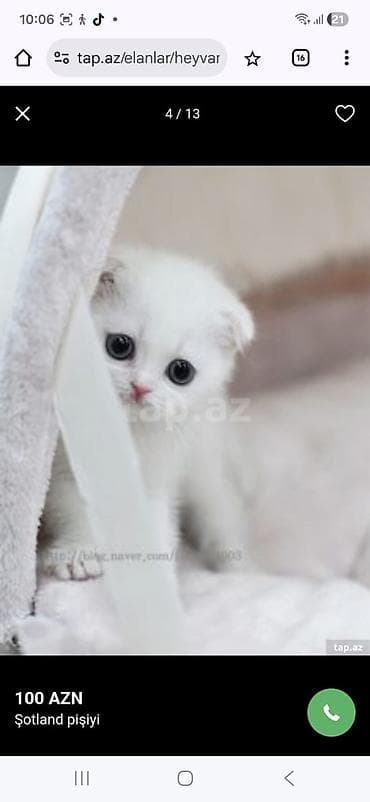 Şotland yastı qulaq