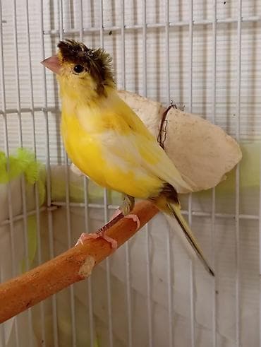 korella tutuqusu haqqında: Bülbül 3_4 ayliq dişidir təkdi başqasi yoxdu Qəfəslə birlikdə 70 manat — 4