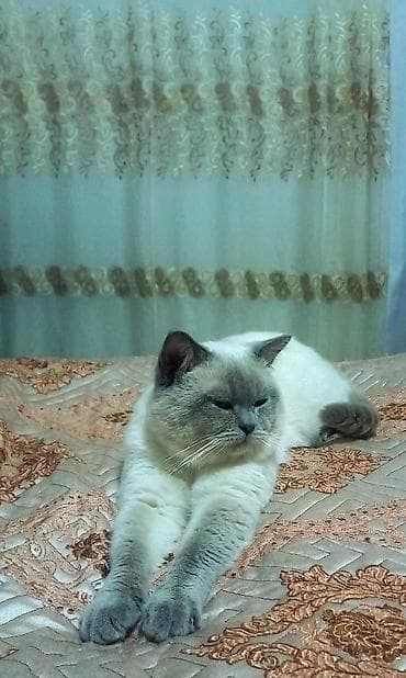 sirin pisikler: Şotland, Erkək — 5