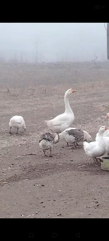 Məhsul: Qazlar Təsvir: xarmaqon qazi xoruzdu - Fotoşəkillərdəki ev