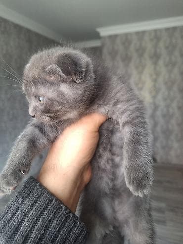 şotlan pişiyi: Şotland yastı qulaq — 2