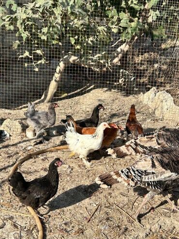 cuce qefes: Satılır: Bramo Cücələri 🐥 Təmiz və sağlam şəraitdə böyüdülmüş, Bramo — 2