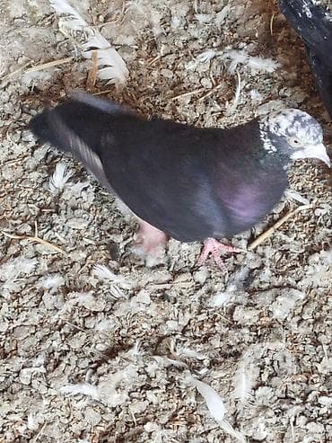 it balasi satisi: Salam tam sağlam quşlardir 5-10 azn arası — 9