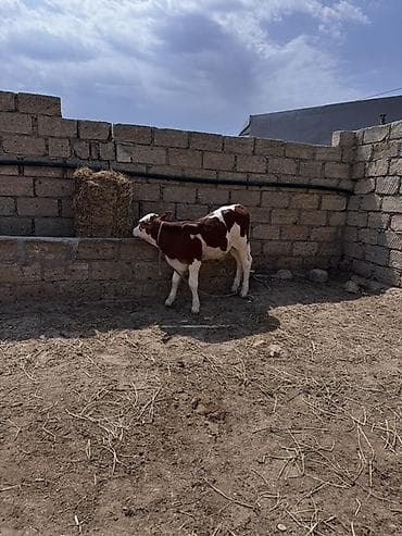 şinşila satılır: Dana, buzov, Erkək, Simental, ay: 2, Damazlıq, Ətlik — 3
