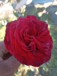 xedice gulu: Saqı Gülçülük – Tərtərin ən gözəl gülləri Bir gül təkcə ətriylə deyil — 28