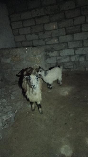 tap az heyvanlar: Heyvan 1nci qarına dişi bala ilə ana bala satılır balası 1ay — 2