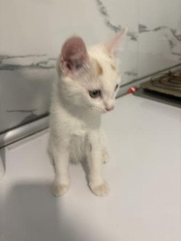 it pişik: Türk anqora, Yaxşı əllərə, Ünvandan götürmə — 5