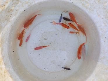 su qabı: Qızıl balıq, Sülhsevər, Ünvandan götürmə — 1