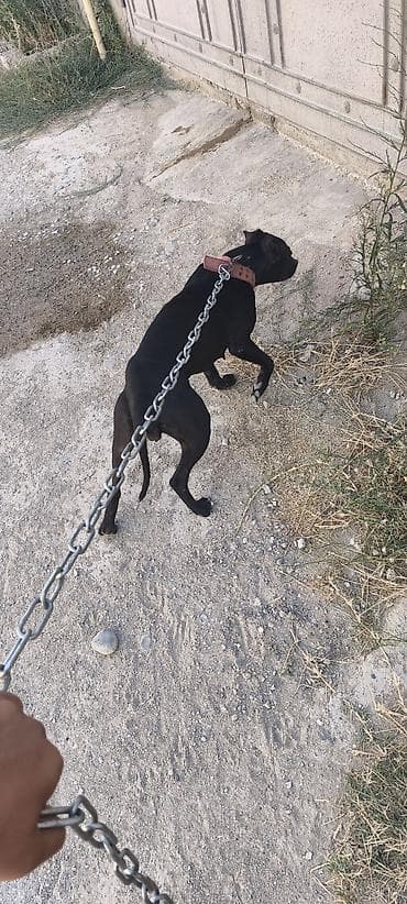 şpitz it: Pitbul — 3