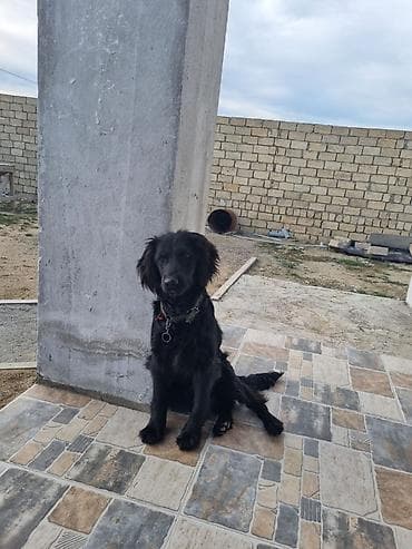 Quşlar: 8ayliqdir.Parodasini bilenler taniyar nece bahali itdir.qiymətdə cuzi — 1