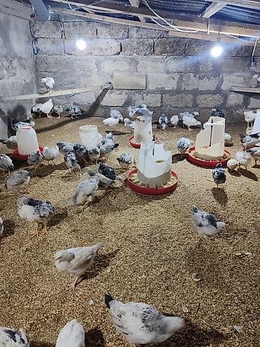 yumurtalik toyuqlar: Təcili Satılır Serebris F6 colpaları 125 ədəd Colpa irili xırdalı 2 ay — 2