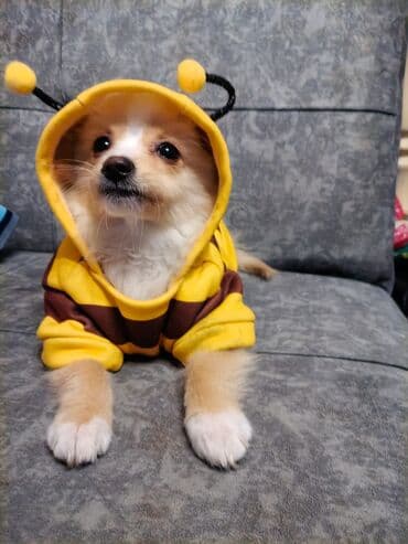 İtlər: Щенок немного шпица.3 месяцев.девочка. Ласковая и игривая — 5