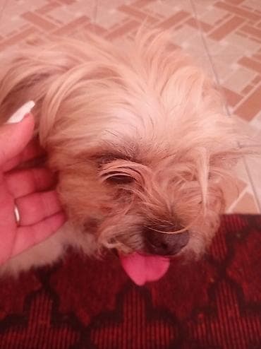 it gəncə: Erkek, Peyvəndli, Ünvandan götürmə, Pulsuz çatdırılma — 3