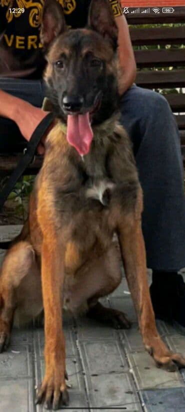 kanqal itlər: Belçika çoban iti, 1 il, Erkek, Peyvəndli — 1