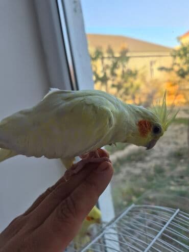 попугай корелла: Sarı erkək korella 6ayın içindədir. Əl öyrəşmiş, barmağa rahat çıxır — 2