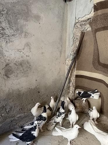 Digər heyvanlar: 12 dene quwdu,ust uste 15 azn tek cut qiymet ferqlidi tam saglam — 3