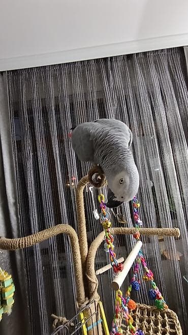 Африканский Серый-краснохвостый Жако. не разговаривает,но красиво