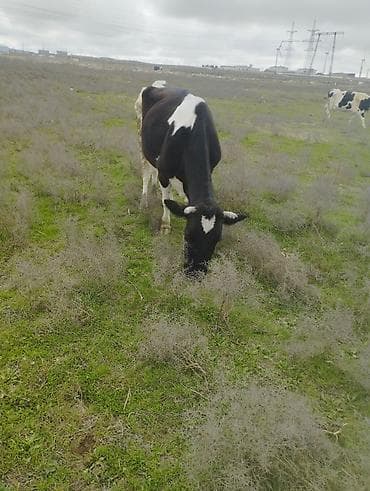 Животные: Süd istiqamətli qara-ağ inək - Cins: Holşteyn tipli (qara-ağ ləkəli) — 2