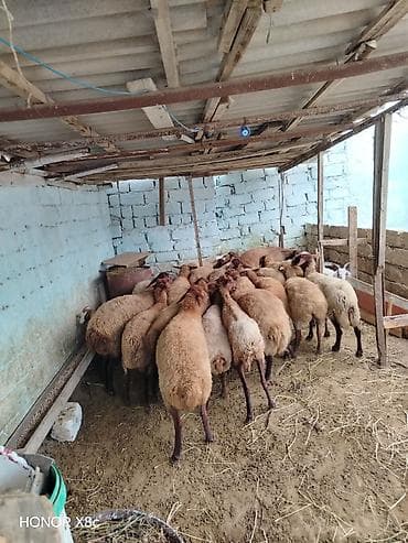 mal qara qusar: Obşi 27 baş heyvan di 22 baş qoyun 2 Erkey toğulu 3 de cepiş ətraflı — 10
