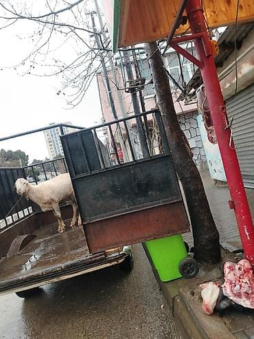 lada vaz 2101: Qiymet 5000 deyilir razılaşmaq olar — 8