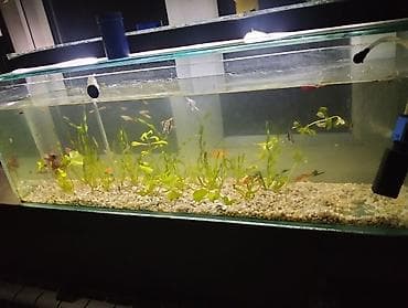 10 luq şüşədi uzunluq 1 metirdi eni 20 santimdi hündürlüyü 30 santmdı lalafo.az -da 10 luq şüşədi uzunluq 1 metirdi eni 20 santimdi hündürlüyü 30 santmdı