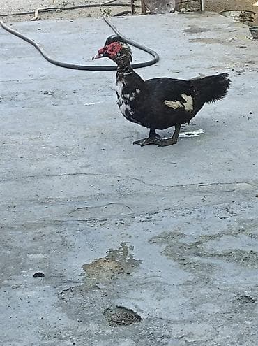 lal ordək: Erkək, | Lal ördək, Damazlıq, Ünvandan götürmə — 3