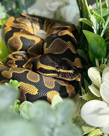 mal heyvan: 🇦🇿 Salam. Satışda kral pitonu balaları var 🐍 Kral pitonu çox böyük — 2