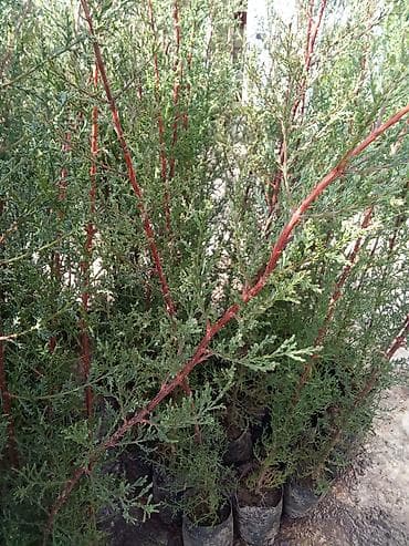 Digər bitkilər: Thuja (ardıc) fidanları - Dekorativ həmişəyaşıl iynəyarpaqlı bitki; — 1