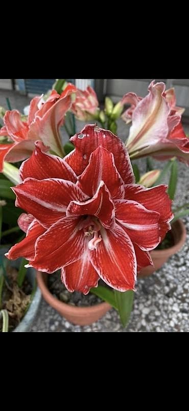 yaz gulləri: Hippeastrum (Amarillis) soğanlı dekorativ çiçəklər – bir neçə rəng və — 2