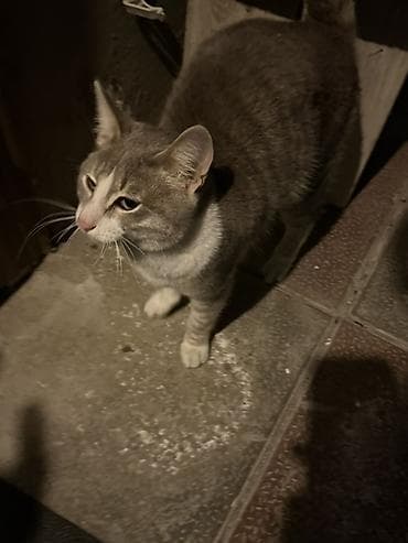 pisiklerin qiymetleri: Yaxşı əllərə — 2