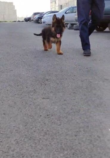 кавказская овчарка купить: Немецкая овчарка, 2 месяца, Самец — 1