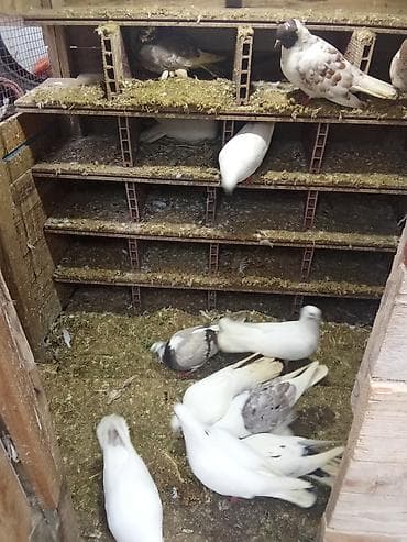 taxta qefesler: Məhsul: Ev şəraitində göyərçin saxlamaq üçün taxta/sandviç panelli — 4