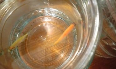 azerbaycanca pişik adlari: Salam! 1 şəkil -Akvarium - 35 manata 40 idi 2 şəkil -filtr - 16 — 7