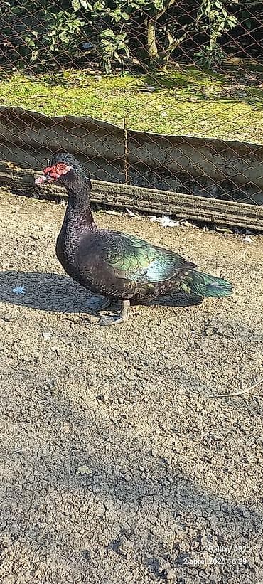 mandarin ördək: Erkək, | Lal ördək, Ətlik — 5